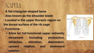 SKELETAL SYSTEM of general biology two g | PDF