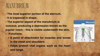 Manubrium Function SKELETAL SYSTEM of general biology two g | PDF