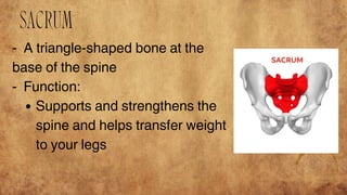 SKELETAL SYSTEM of general biology two g | PDF