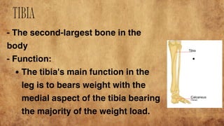 SKELETAL SYSTEM of general biology two g | PDF