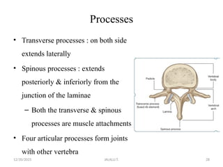 Transverse Process Process skeletal system introduction and what are the bones found in our body ...