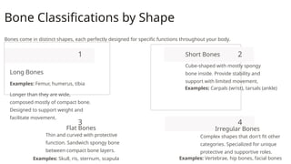 skeletal system.pptx B Pharm axial skeleton and appendicular skeleton ...