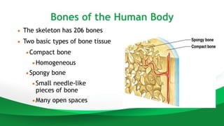 Homogeneous Compact Bone The SKELETAL SYSTEM grade12................ | PPTX