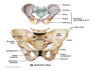 Skeletal system and comparative anatomy of vertebrates | PPTX