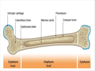 Skeleton system appendicular and axial and | PPTX