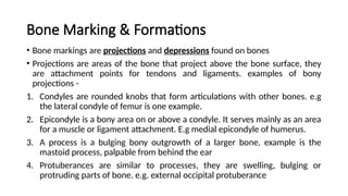 Comprehensive Overview of the Human Skeletal System: Structure ...