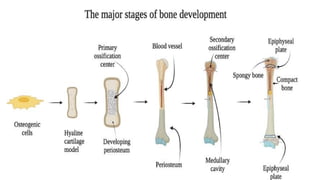 Comprehensive Overview of the Human Skeletal System: Structure ...