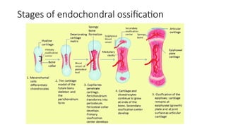 Comprehensive Overview of the Human Skeletal System: Structure ...