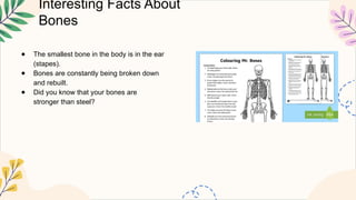 Interesting Facts About
Bones
● The smallest bone in the body is in the ear
(stapes).
● Bones are constantly being broken down
and rebuilt.
● Did you know that your bones are
stronger than steel?
 