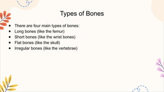 Types of Bones
● There are four main types of bones:
● Long bones (like the femur)
● Short bones (like the wrist bones)
● Flat bones (like the skull)
● Irregular bones (like the vertebrae)
 