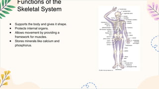 Functions of the
Skeletal System
● Supports the body and gives it shape.
● Protects internal organs.
● Allows movement by providing a
framework for muscles.
● Stores minerals like calcium and
phosphorus.
 