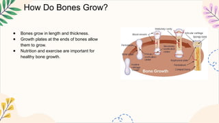 How Do Bones Grow?
● Bones grow in length and thickness.
● Growth plates at the ends of bones allow
them to grow.
● Nutrition and exercise are important for
healthy bone growth.
 