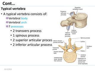 Skeletal system-AXIAL(skeletal muscle axial part).pdf