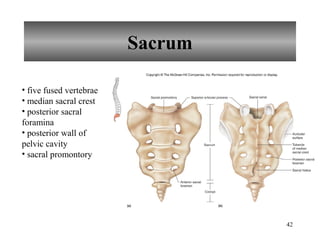 Skeletal system lab | PPT