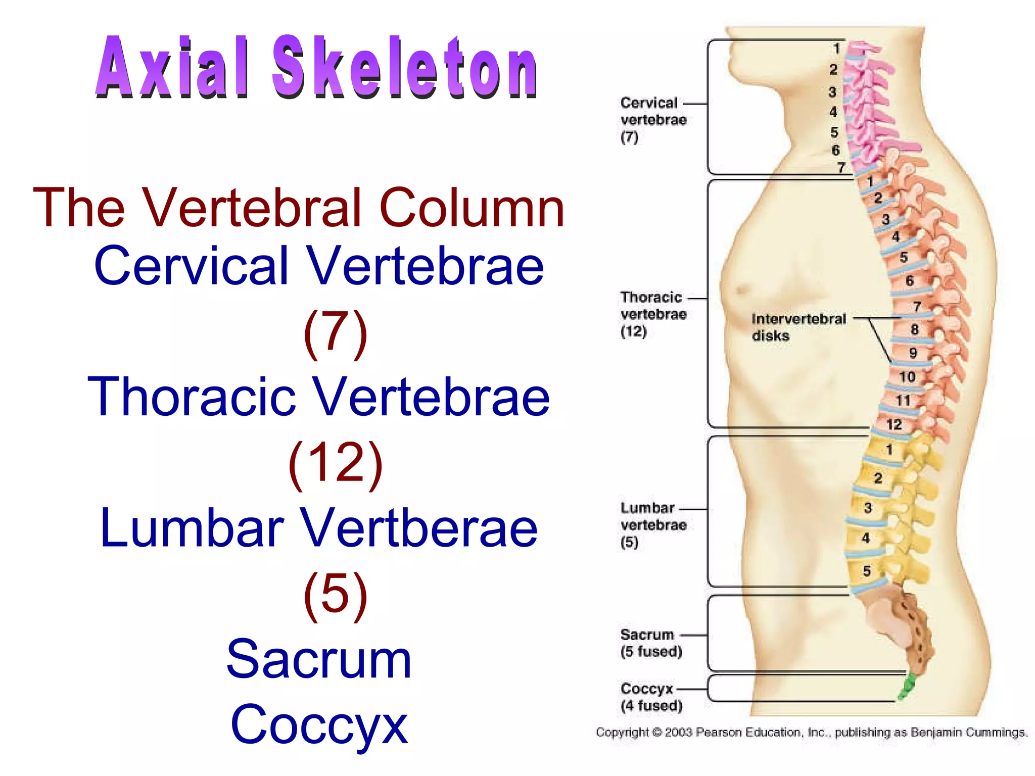 Cervical Vertebrae   (7) Thoracic Vertebrae   (12) Lumbar Vertberae   (5) Sacrum Coccyx The Vertebral Column Axial Skeleton 