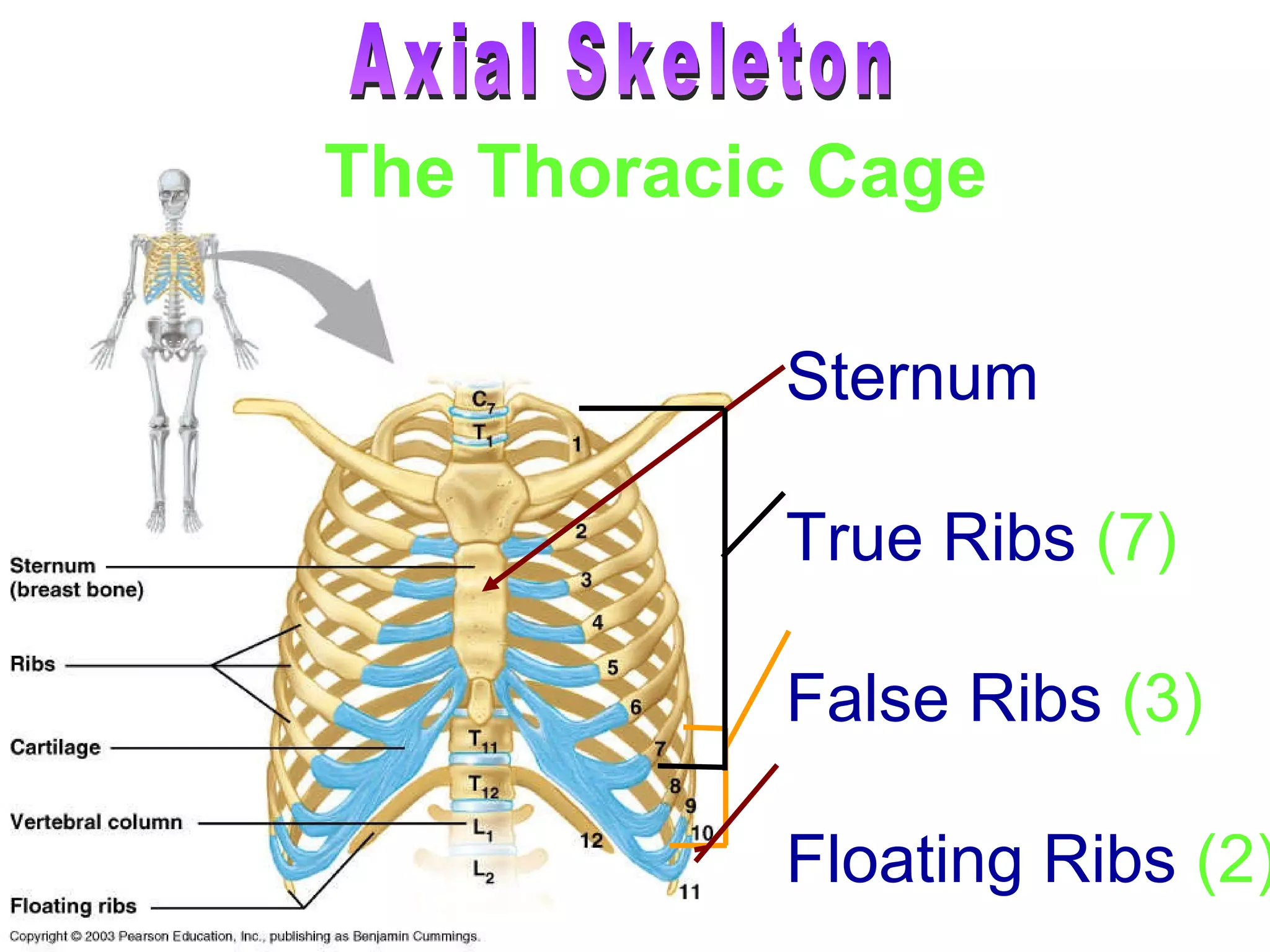 Sternum True Ribs   (7) False Ribs   (3) Floating Ribs   (2) The Thoracic Cage Axial Skeleton 