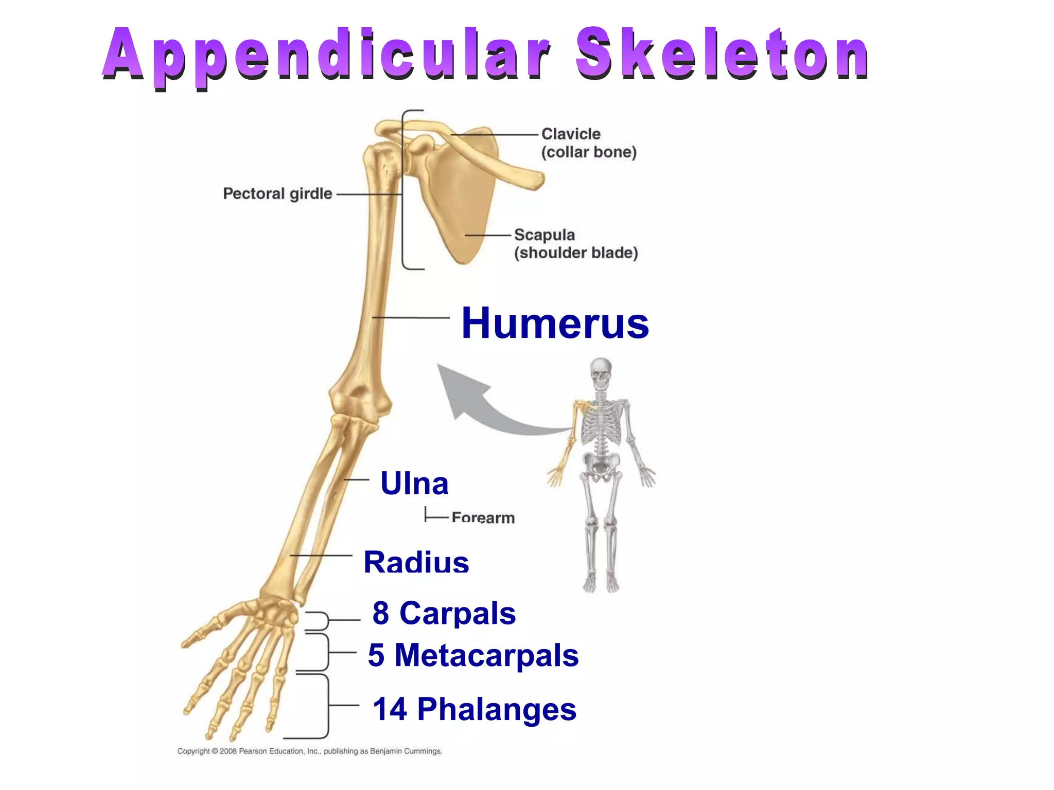 Appendicular Skeleton Humerus Ulna Radius 8 Carpals 14 Phalanges 5 Metacarpals 