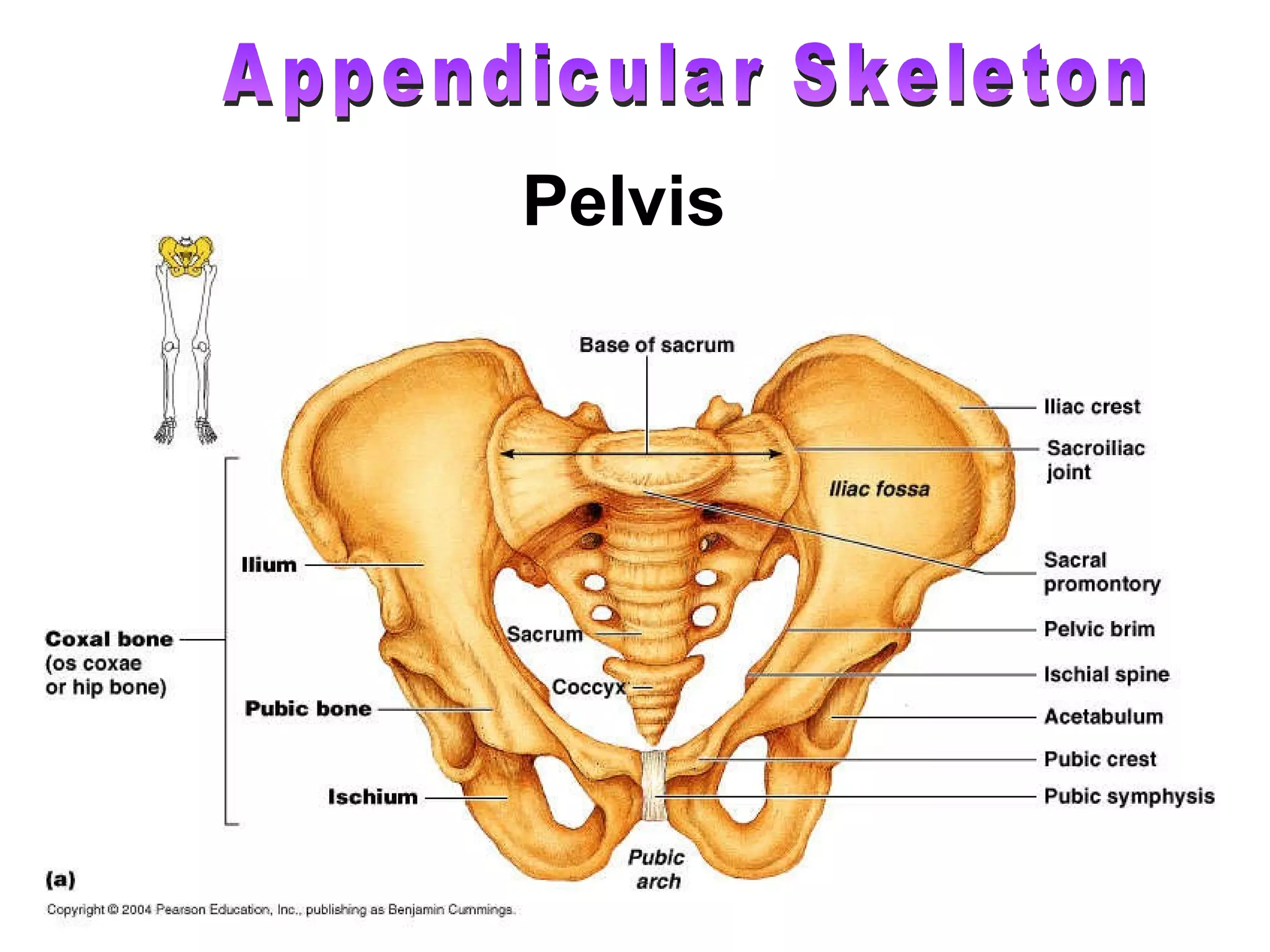 Appendicular Skeleton Pelvis 