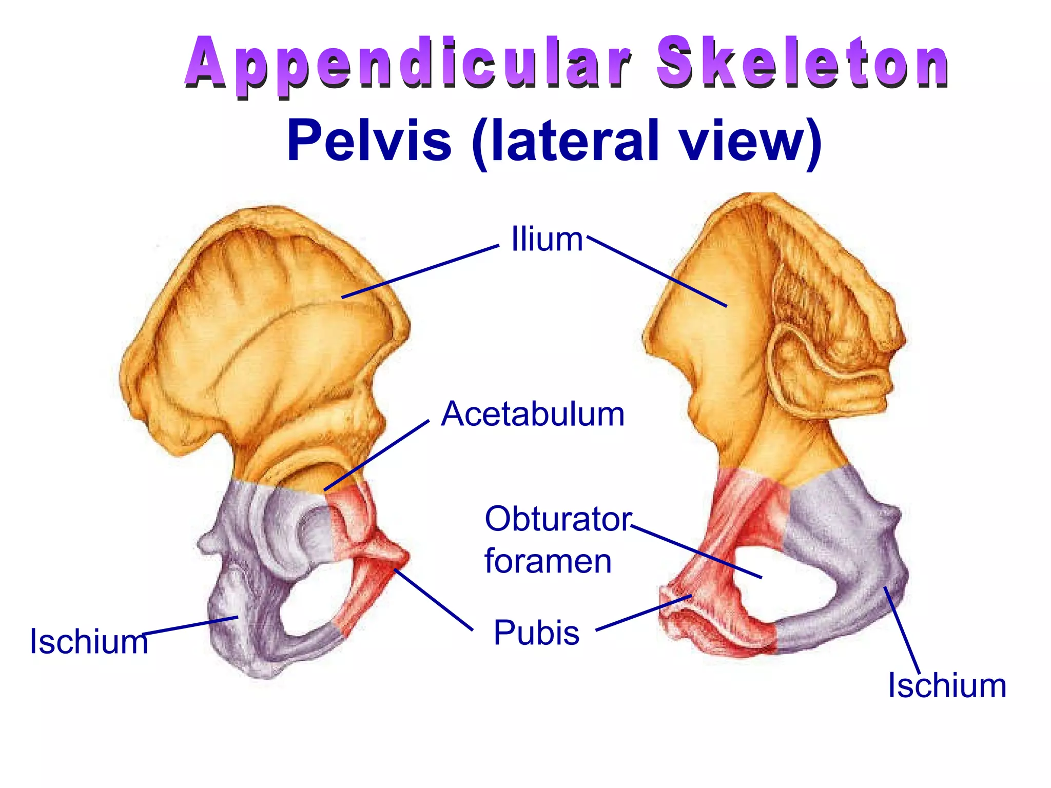 Ischium Ilium Acetabulum Pubis Ischium Obturator  foramen Appendicular Skeleton Pelvis (lateral view) 