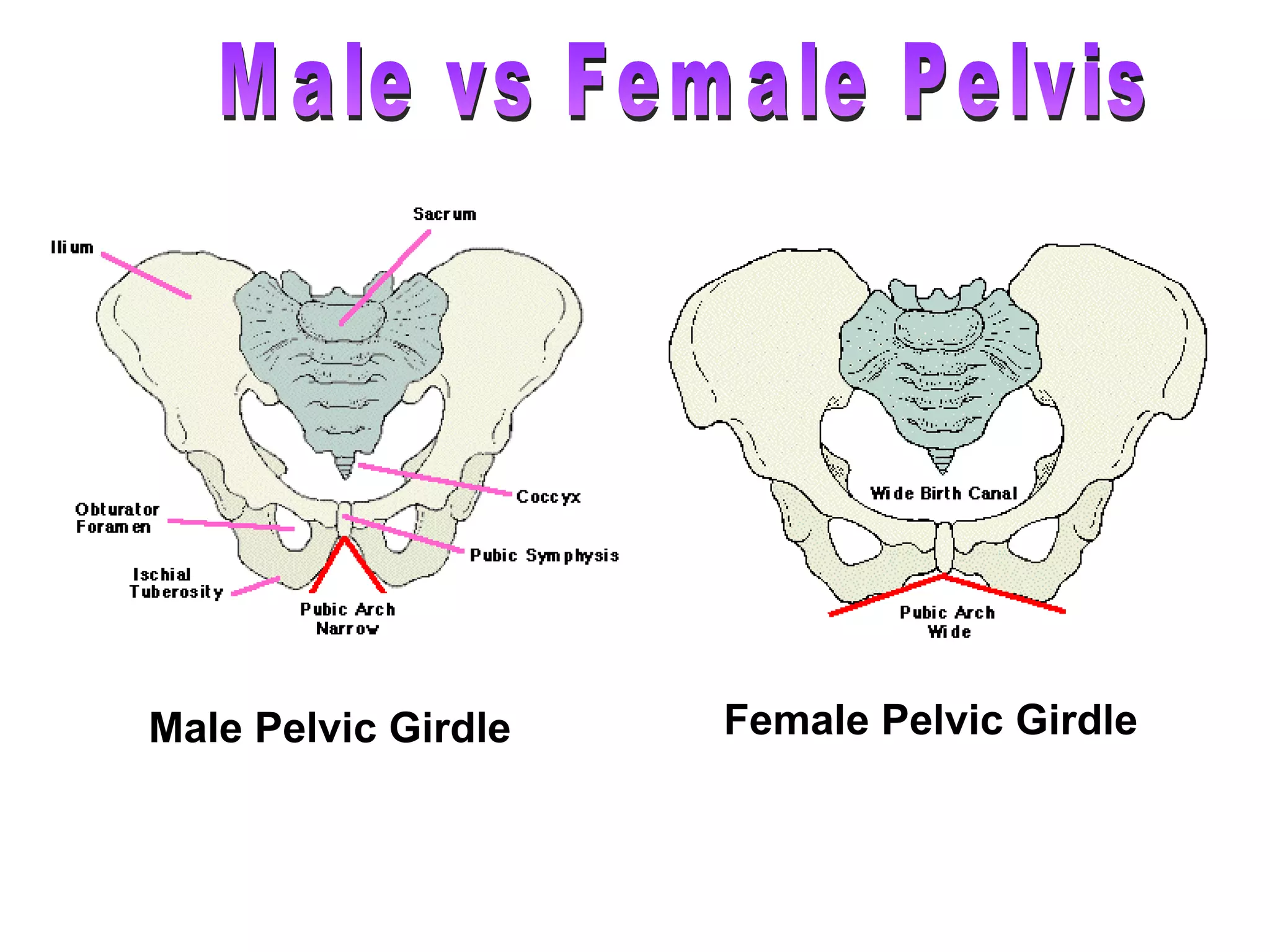 Male Pelvic Girdle                                                       Female Pelvic Girdle   Male vs Female Pelvis 