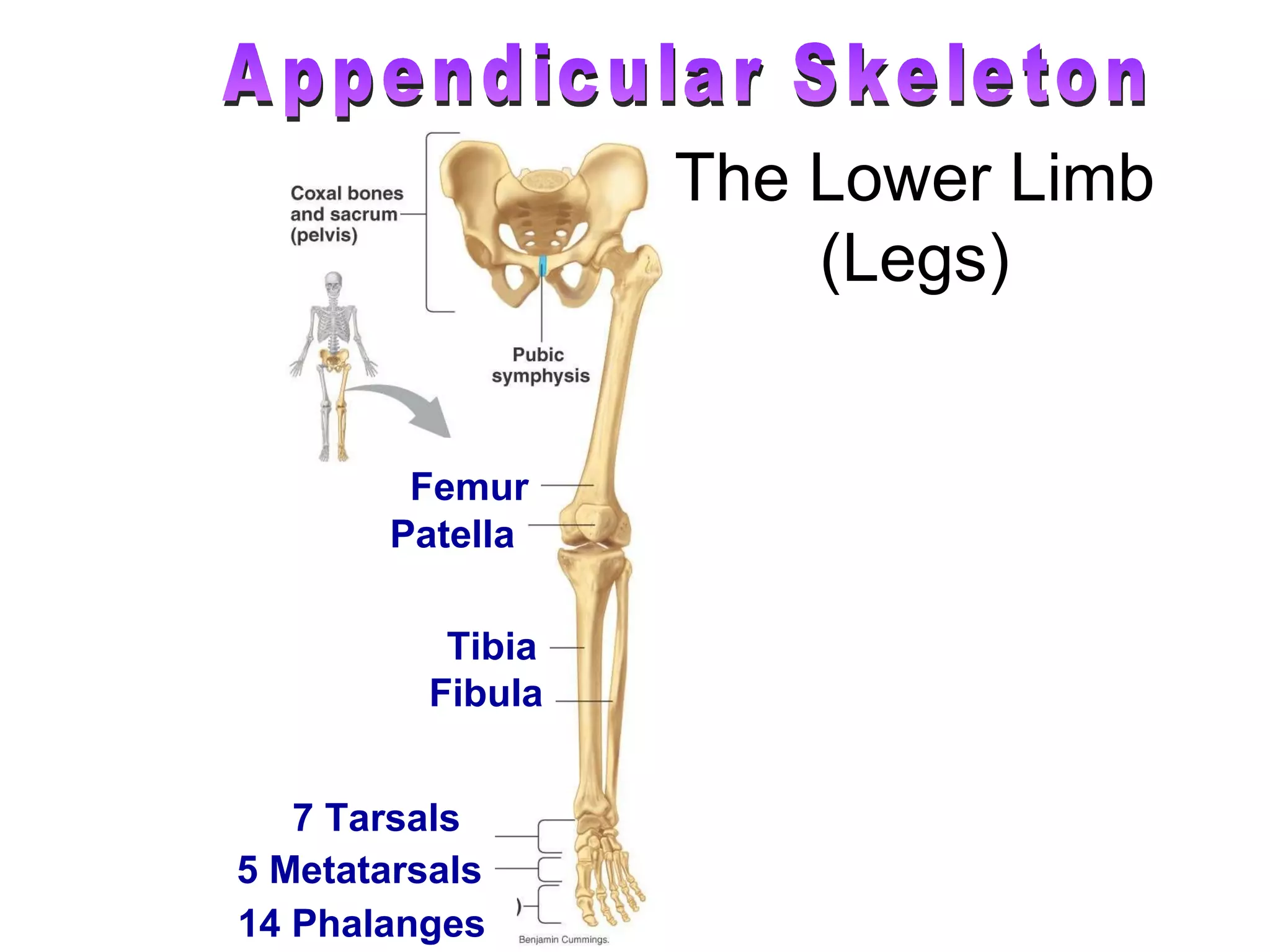 Patella The Lower Limb (Legs) Appendicular Skeleton Femur Tibia Fibula 5 Metatarsals 14 Phalanges 7 Tarsals 