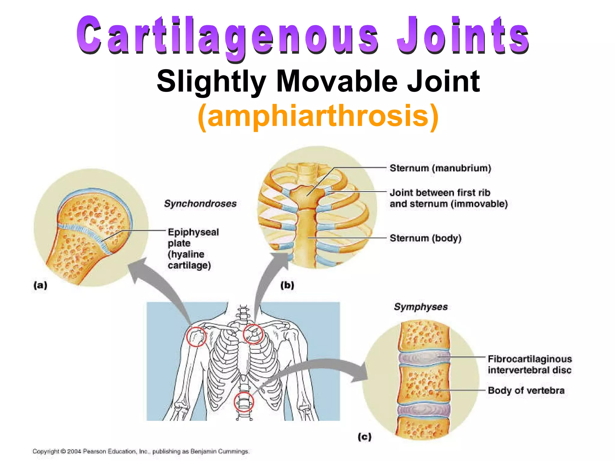 Slightly Movable Joint  (amphiarthrosis) Cartilagenous Joints 