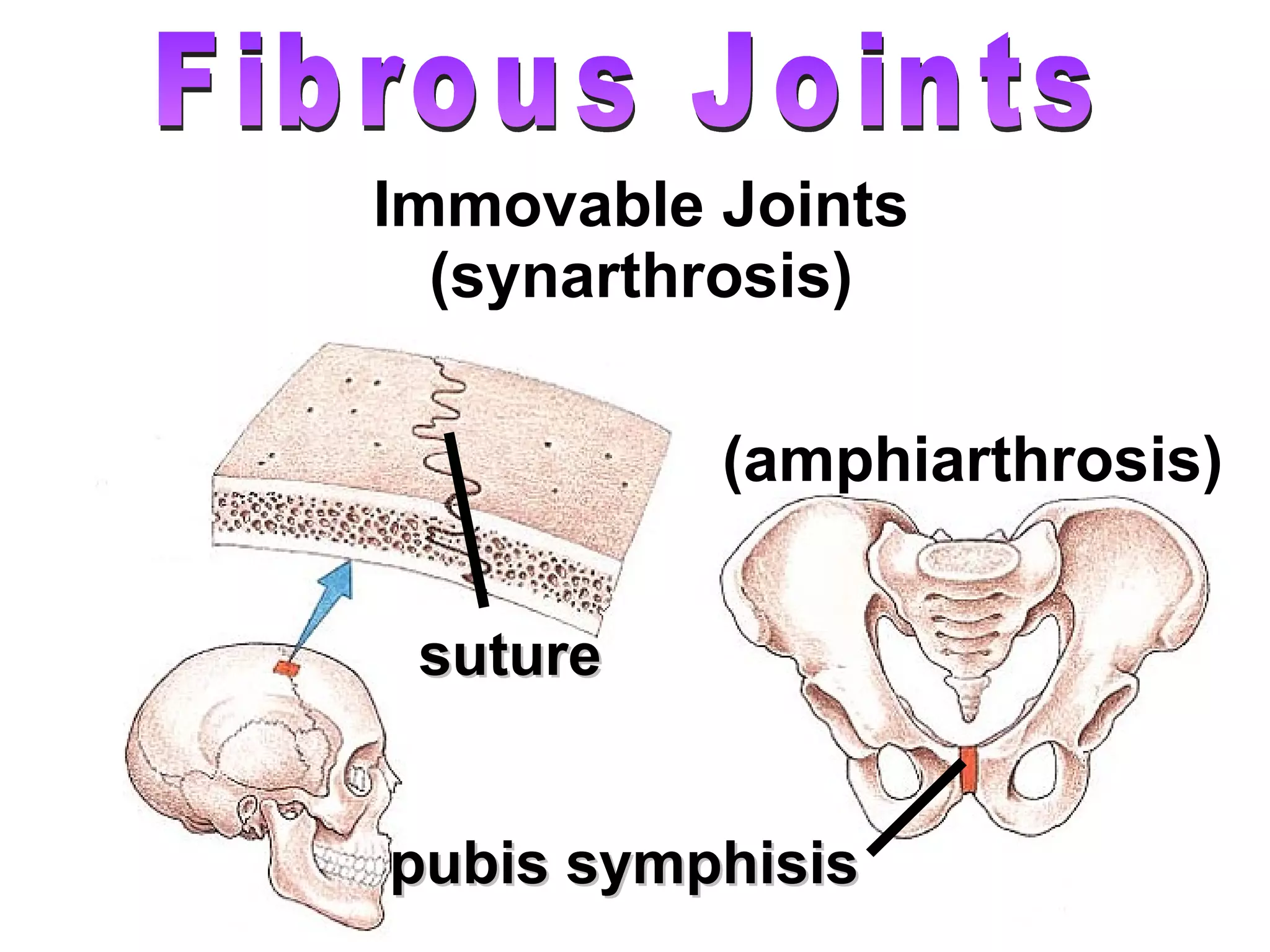 Immovable Joints (synarthrosis) Fibrous Joints (amphiarthrosis) suture pubis symphisis 