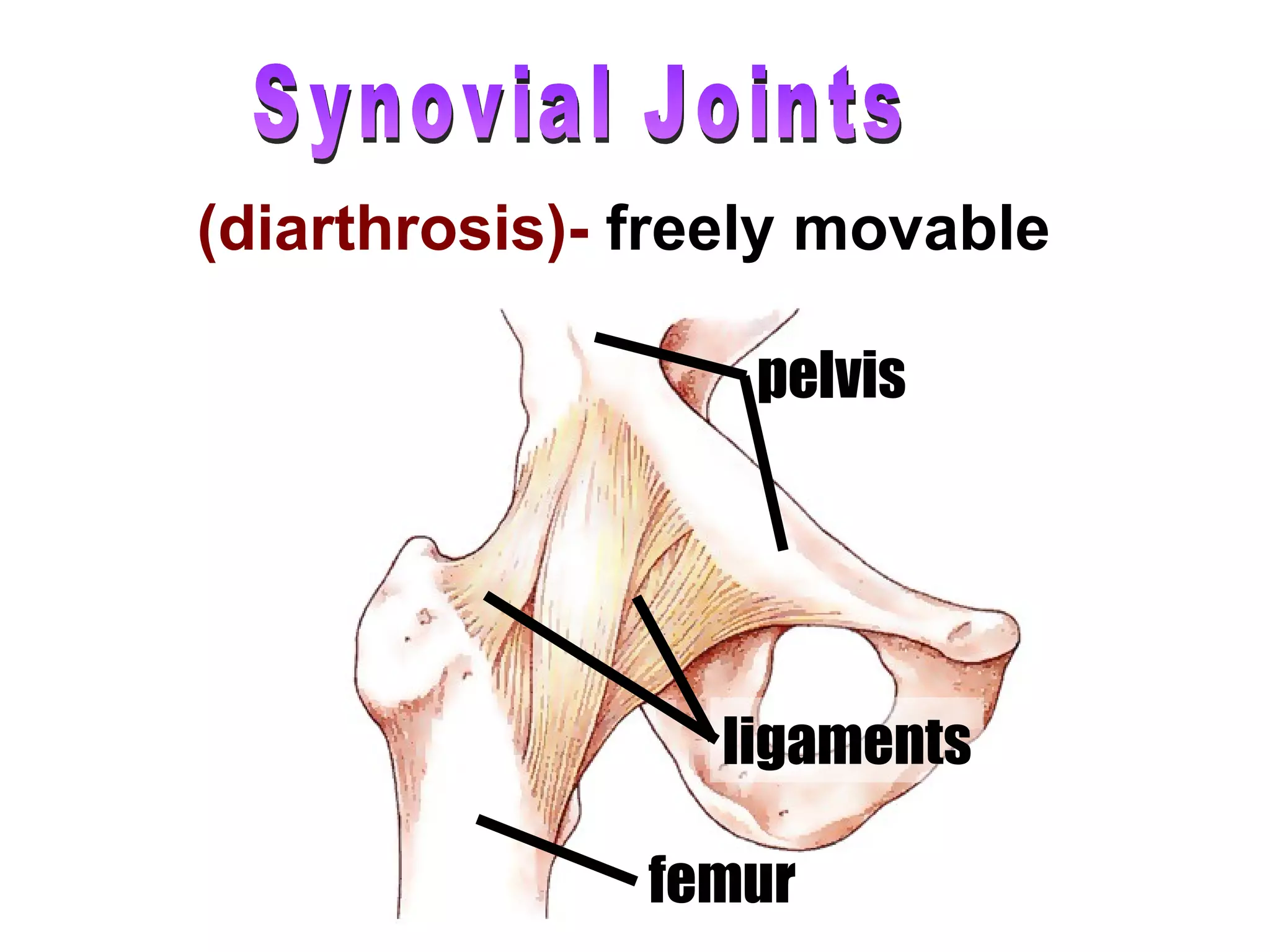 Synovial Joints (diarthrosis)-  freely movable femur ligaments pelvis 