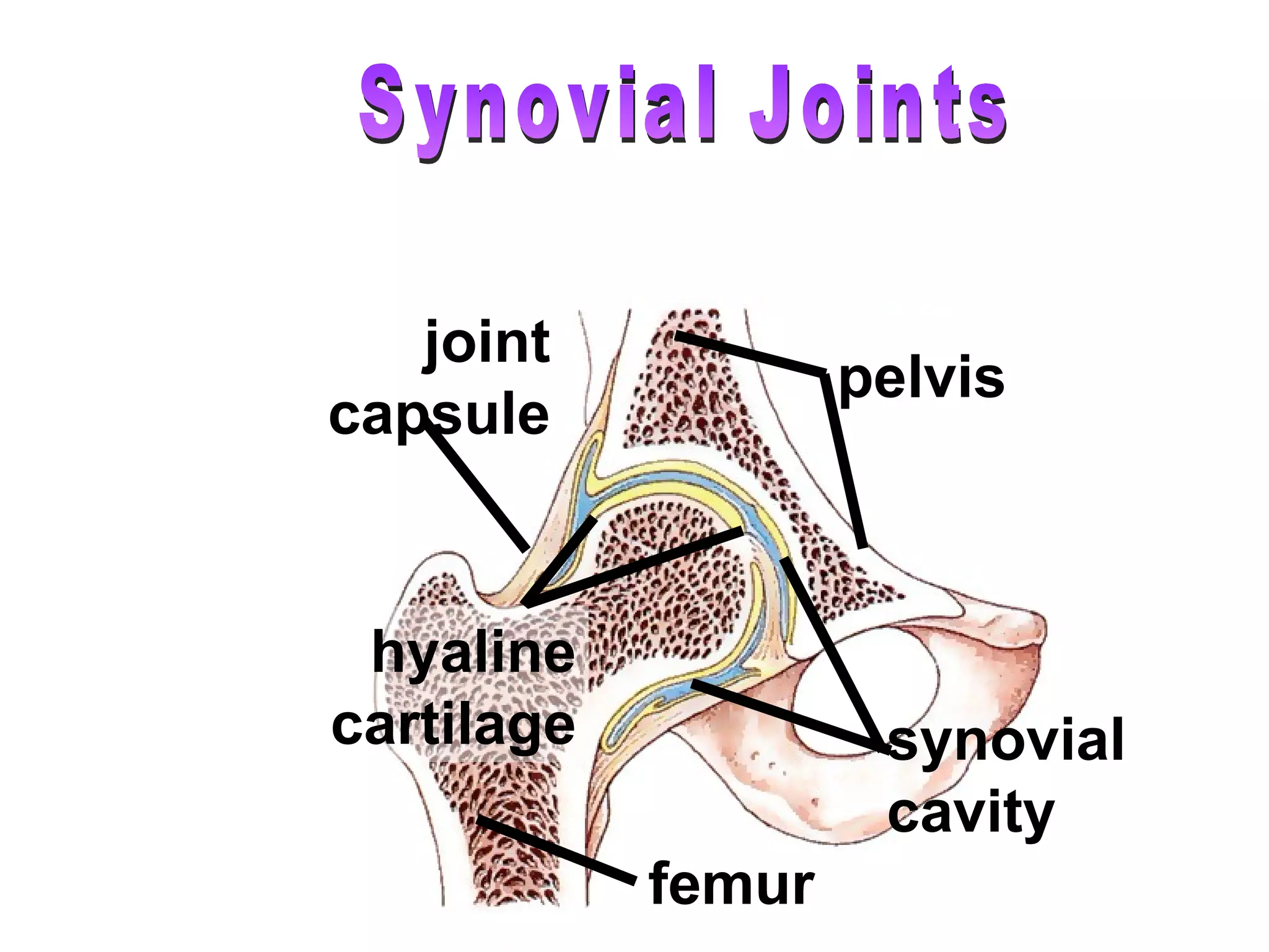 Synovial Joints femur pelvis hyaline cartilage synovial cavity joint capsule 