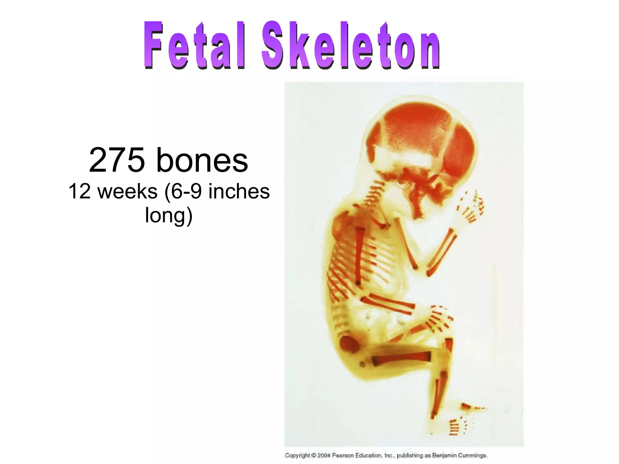 275 bones 12 weeks (6-9 inches long) Fetal Skeleton 