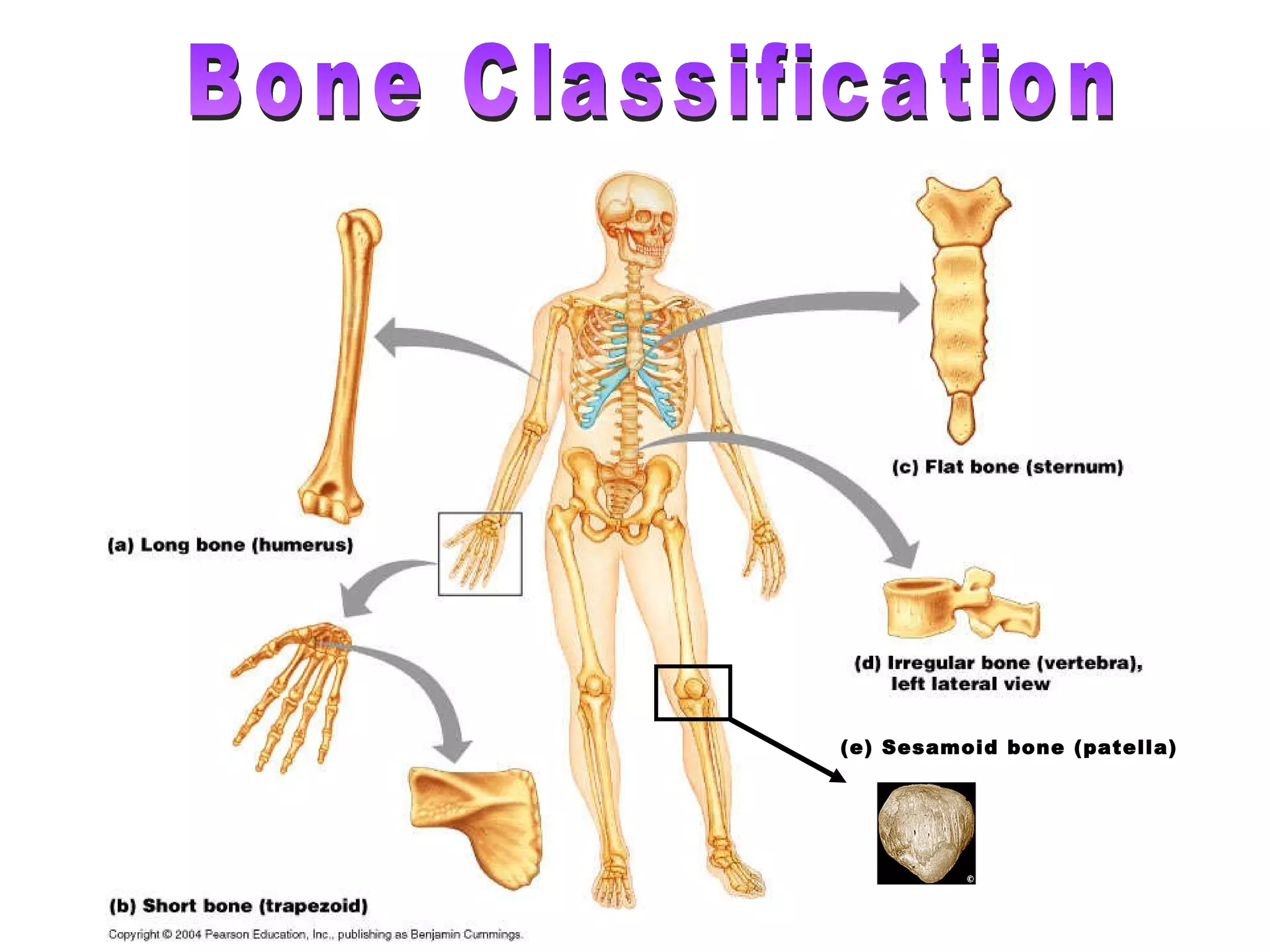 Bone Classification (e) Sesamoid bone (patella) 