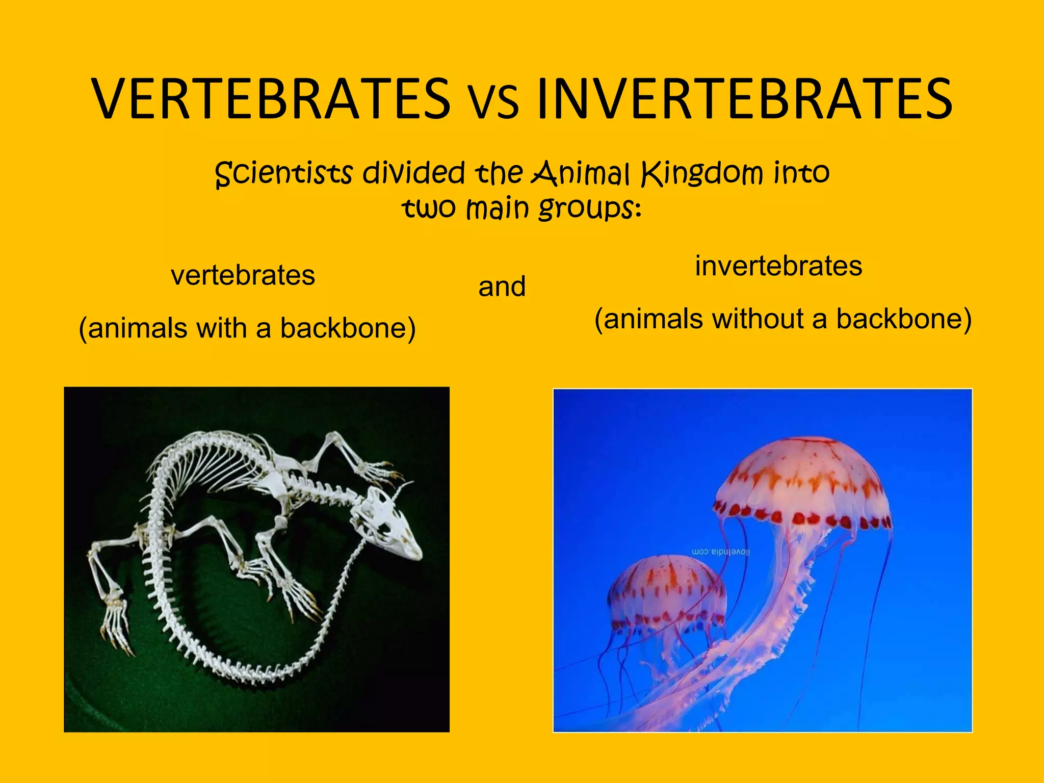 VERTEBRATES  VS  INVERTEBRATES Scientists divided the Animal Kingdom into two main groups: vertebrates  (animals with a backbone) and invertebrates  (animals without a backbone) 