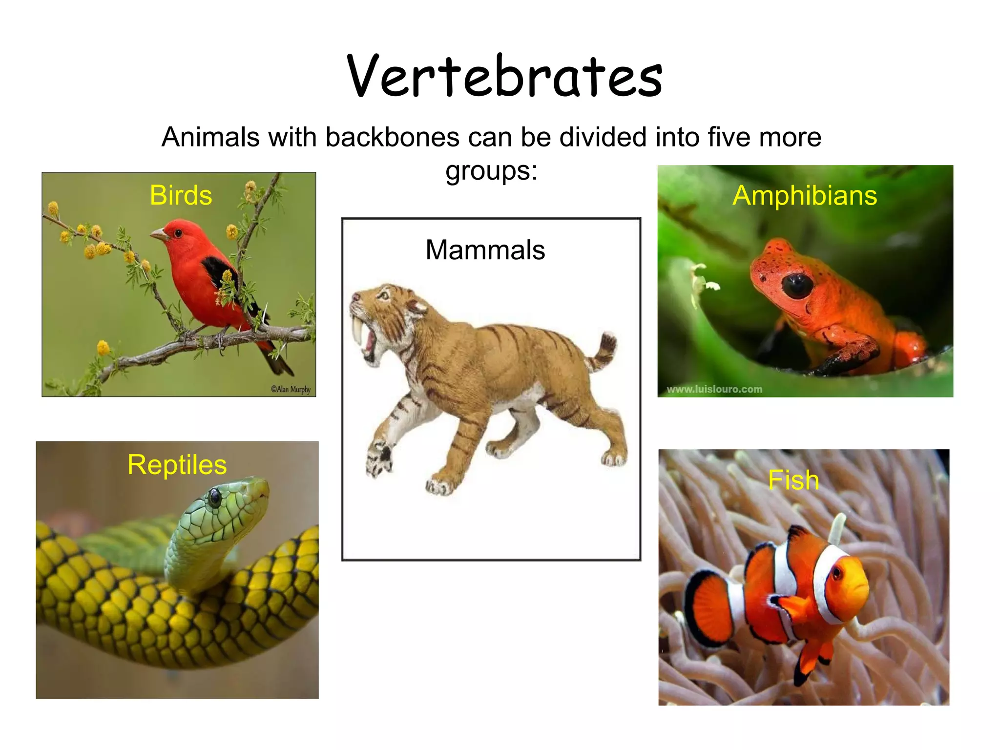 Vertebrates Animals with backbones can be divided into five more groups: Mammals Birds Amphibians Fish Reptiles 