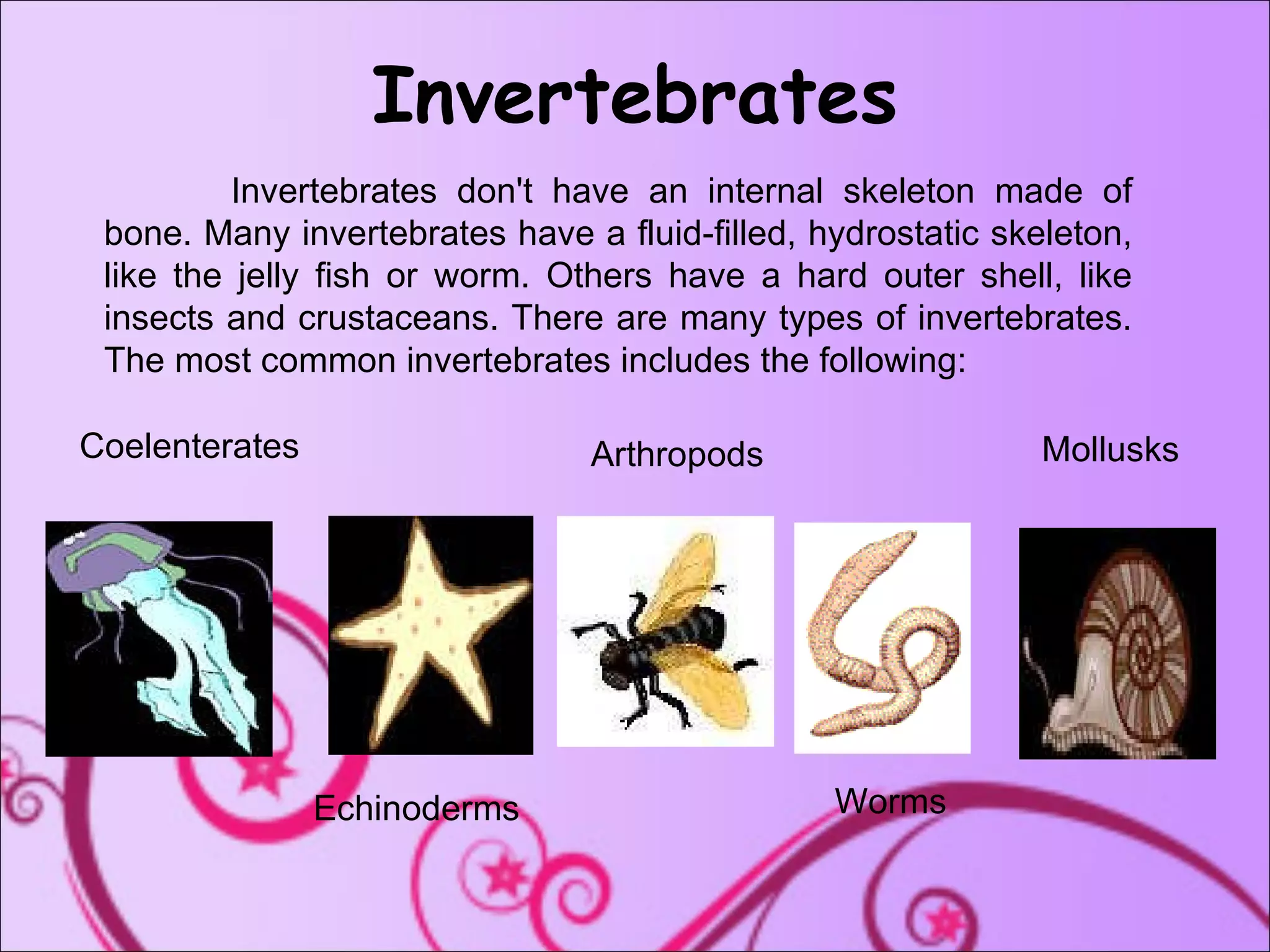 Invertebrates Invertebrates don't have an internal skeleton made of bone. Many invertebrates have a fluid-filled, hydrostatic skeleton, like the jelly fish or worm. Others have a hard outer shell, like insects and crustaceans. There are many types of invertebrates. The most common invertebrates includes the following: Coelenterates Echinoderms  Arthropods Worms Mollusks 