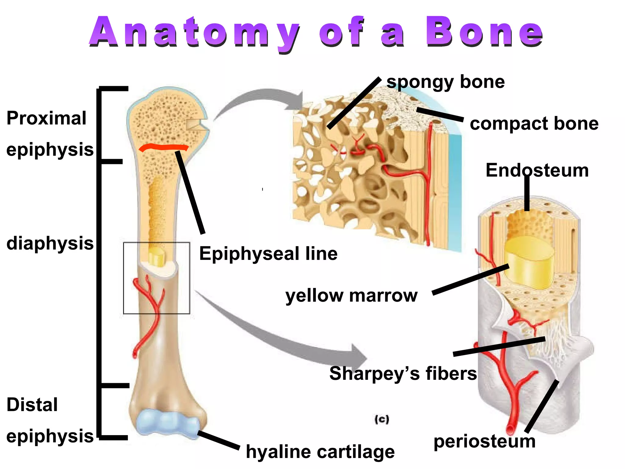 Distal epiphysis Proximal  epiphysis diaphysis yellow marrow Epiphyseal line periosteum compact bone spongy bone Endosteum hyaline cartilage Anatomy of a Bone Sharpey’s fibers 