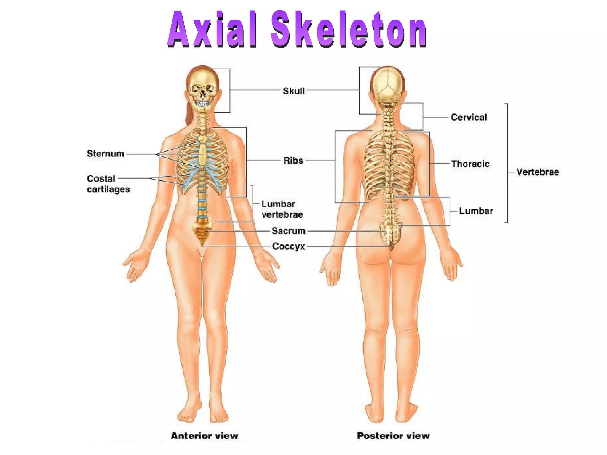Axial Skeleton 