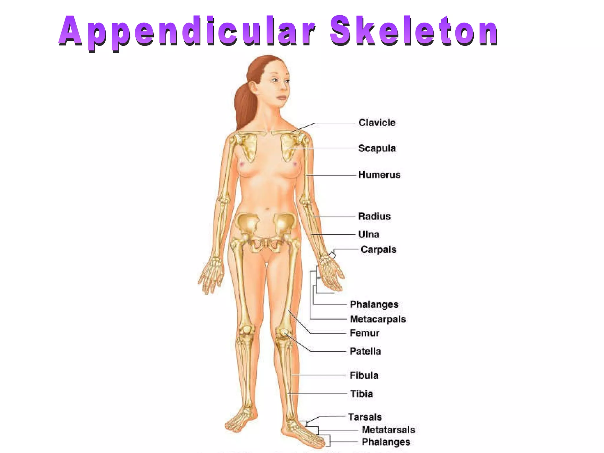 Appendicular Skeleton 