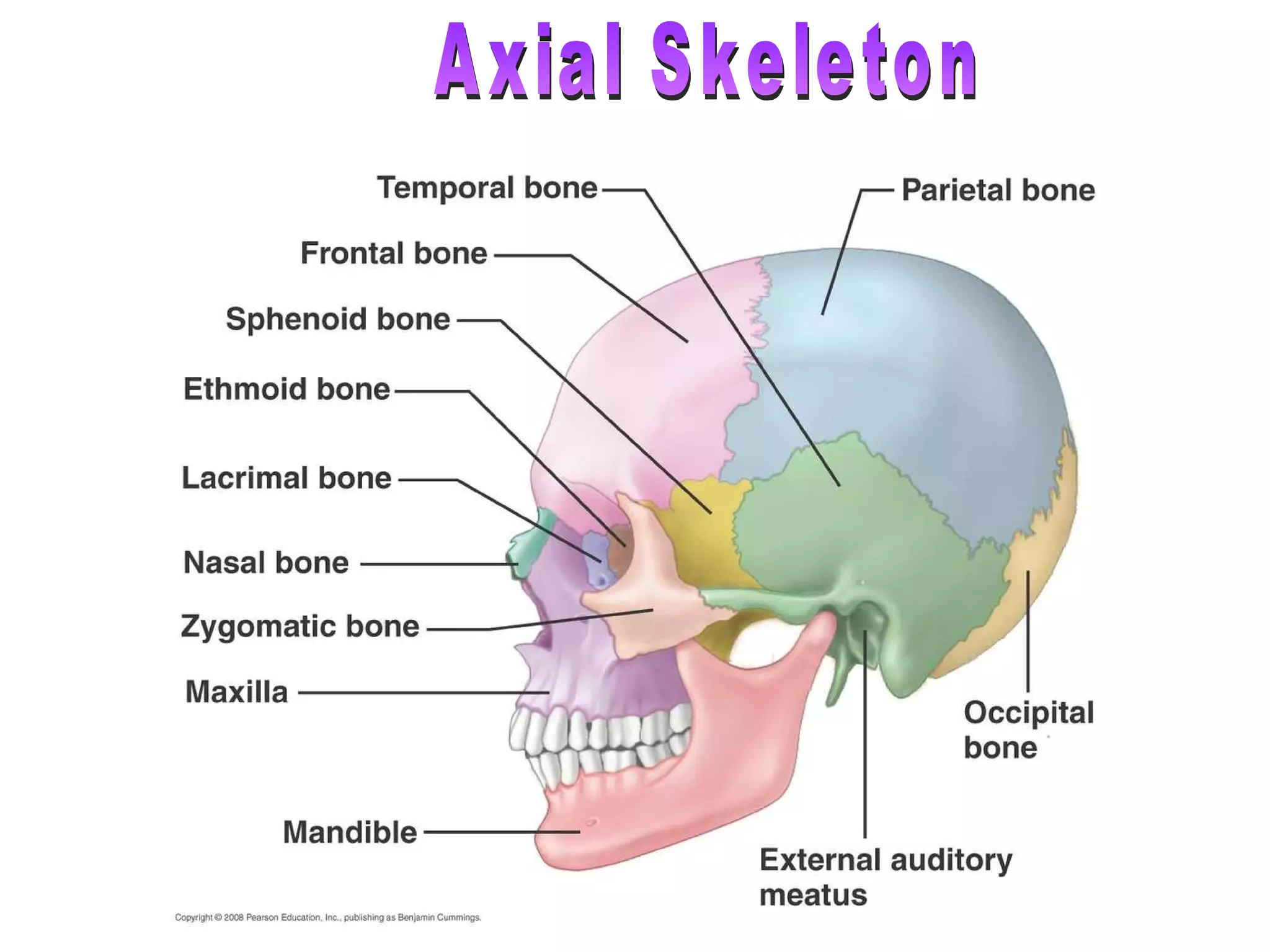 Axial Skeleton 