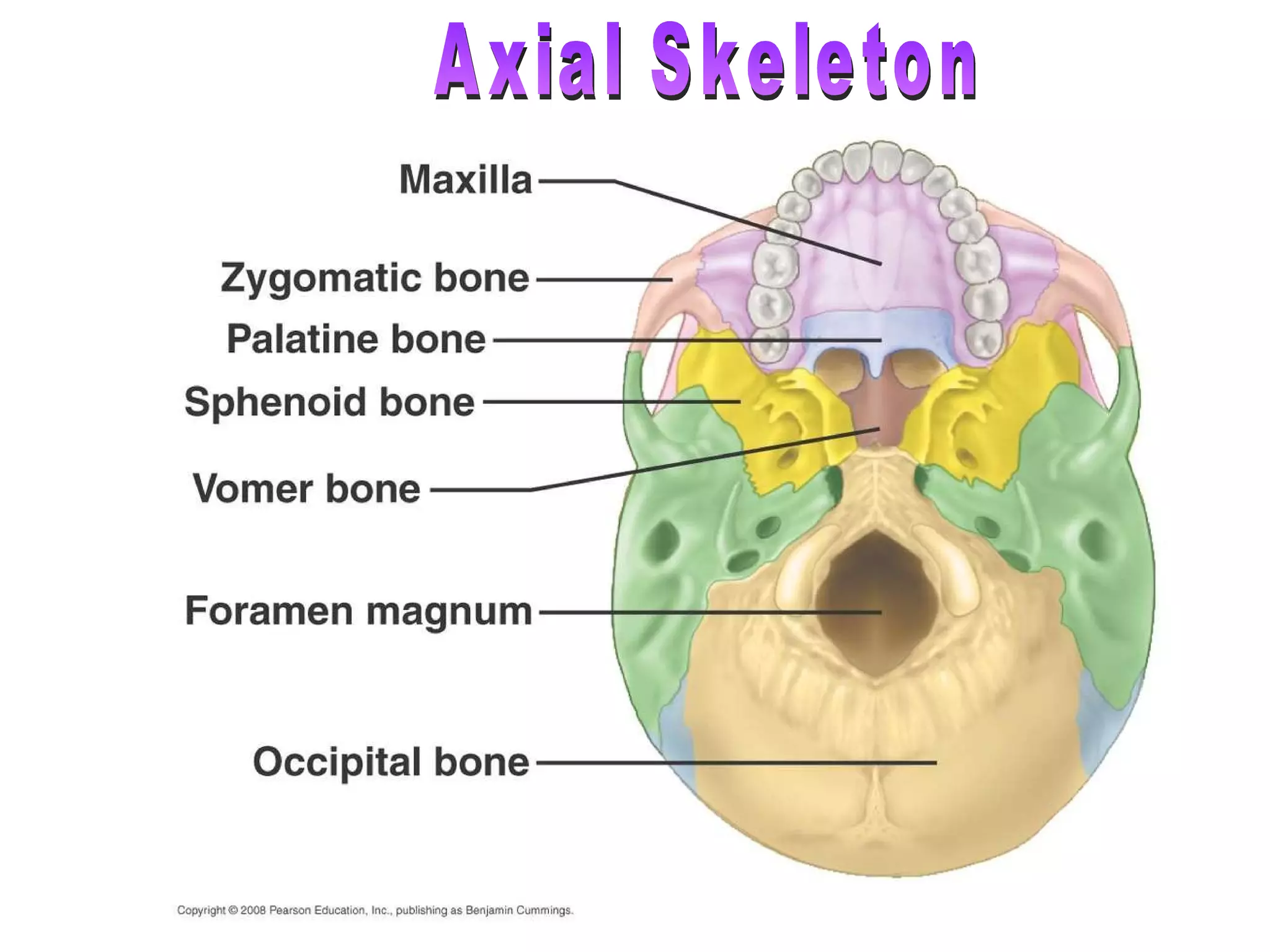 Axial Skeleton 