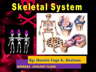 General  Zoology Class ,[object Object],Skeletal System 