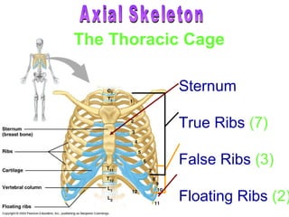 3 False Ribs Skeletal system.p2