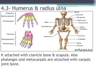 4.3- Humerus & radius ulna
It attached with clavicle bone & scapula. Also
phalanges and metacarpals are attached with carpals
joint bone.
 