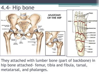 4.4- Hip bone
They attached with lumber bone (part of backbone) in
hip bone attached- femur, tibia and fibula, tarsal,
metatarsal, and phalanges.
 