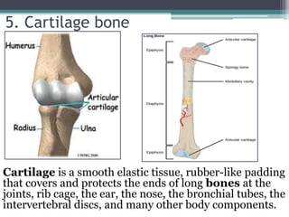 5. Cartilage bone
Cartilage is a smooth elastic tissue, rubber-like padding
that covers and protects the ends of long bones at the
joints, rib cage, the ear, the nose, the bronchial tubes, the
intervertebral discs, and many other body components.
 