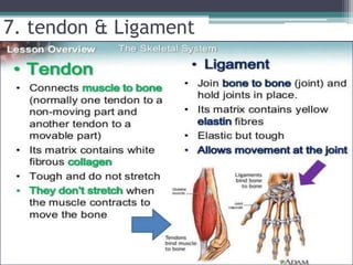 7. tendon & Ligament
 