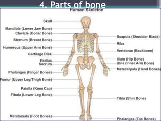4. Parts of bone
 