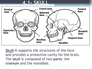 Skull-It supports the structures of the face
and provides a protective cavity for the brain.
The skull is composed of two parts: the
cranium and the mandible.
4.1- SKULL
 