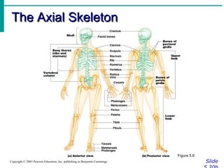 The Axial Skeleton

Figure 5.6
Copyright © 2003 Pearson Education, Inc. publishing as Benjamin Cummings

Slide

 