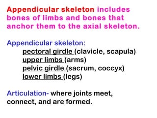 Appendicular skeleton includes
bones of limbs and bones that
anchor them to the axial skeleton.
Appendicular skeleton:
pectoral girdle (clavicle, scapula)
upper limbs (arms)
pelvic girdle (sacrum, coccyx)
lower limbs (legs)
Articulation- where joints meet,
connect, and are formed.

 