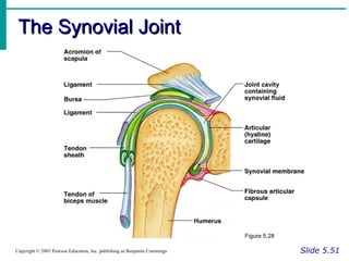The Synovial Joint

Figure 5.28
Copyright © 2003 Pearson Education, Inc. publishing as Benjamin Cummings

Slide 5.51

 